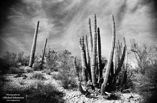 Saguaro BW