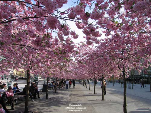 Cherry blossom