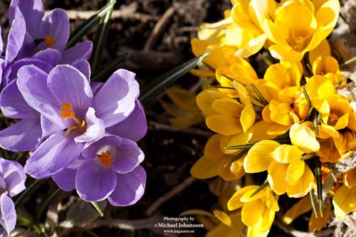 Flowers
