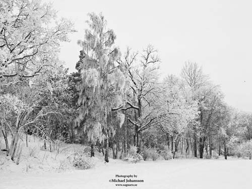 Vinter
