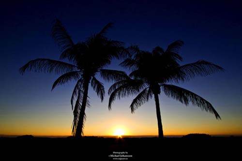 Palm trees