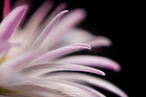 Macro
