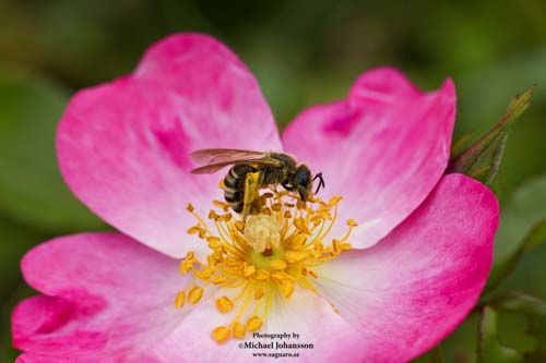 Pink flower bee