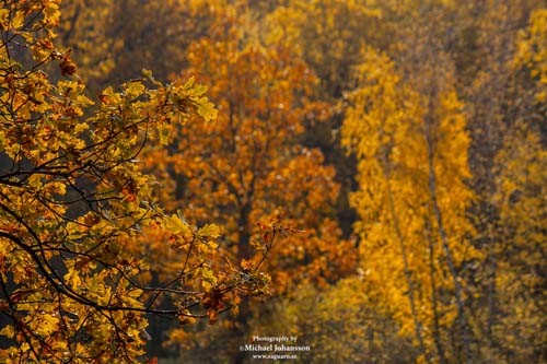 autumn