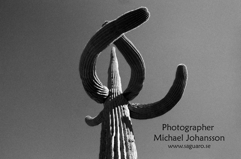 Saguaro
          Photography